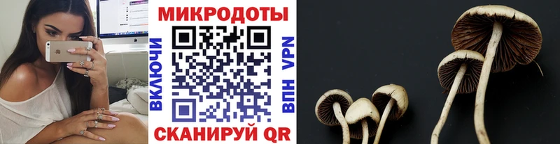 хочу наркоту Кушва kraken зеркало Галлюциногенные грибы Psilocybine cubensis